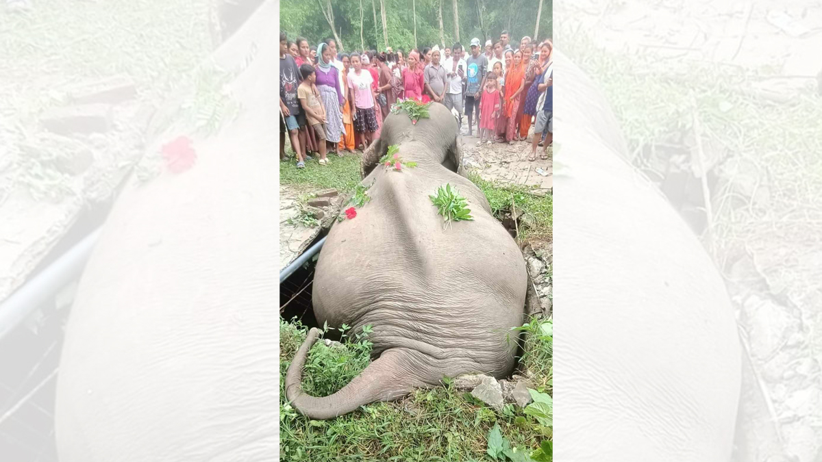 सेफ्टी ट्याङ्कीमा परेर जङ्गली हात्तीको मृत्यु